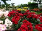 roseherbgarden1 roseherbgarden1